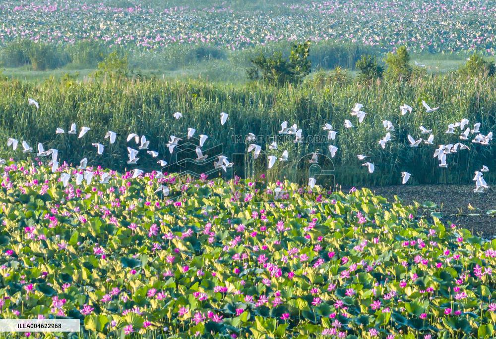 Hongze Lake Wetland Blooming Lotus Flower Egrets