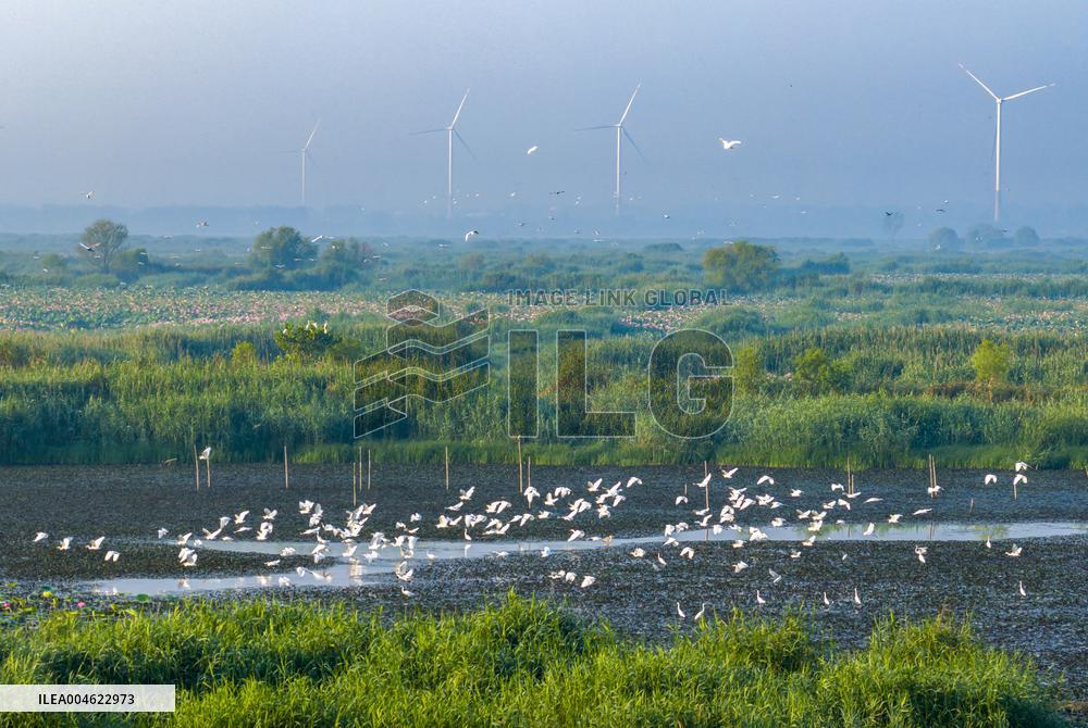 Hongze Lake Wetland Blooming Lotus Flower Egrets
