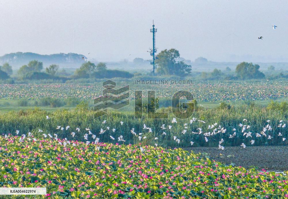 Hongze Lake Wetland Blooming Lotus Flower Egrets