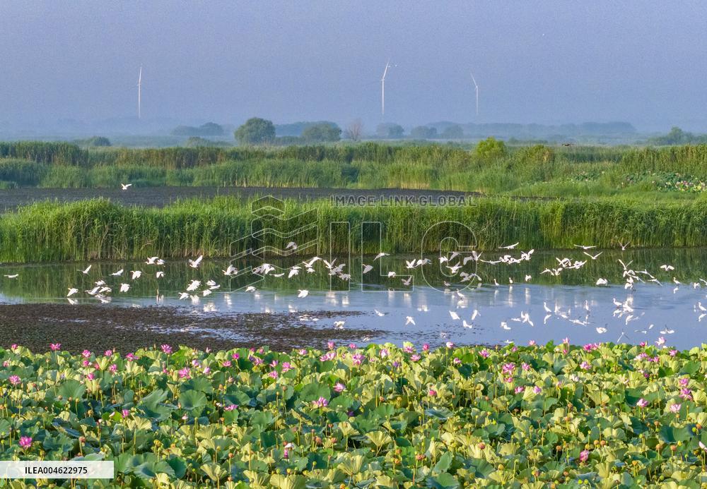 Hongze Lake Wetland Blooming Lotus Flower Egrets