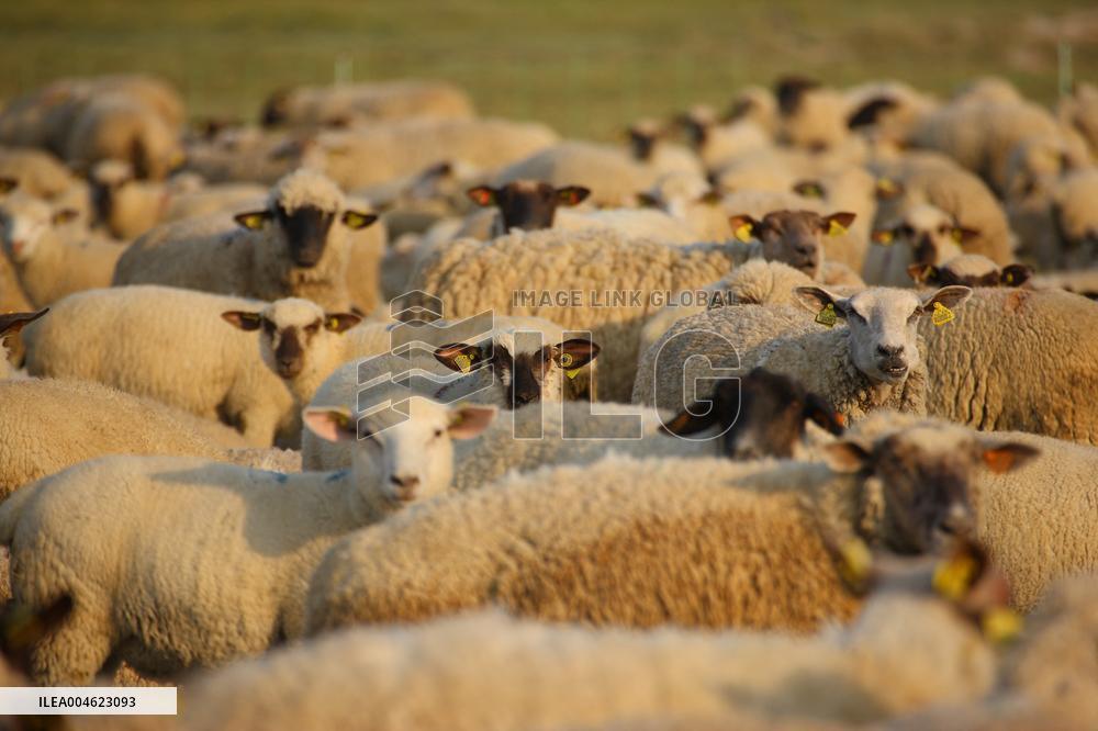 Illustration - Baie de Somme