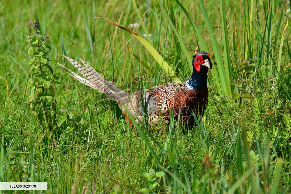 Illustration - Baie de Somme