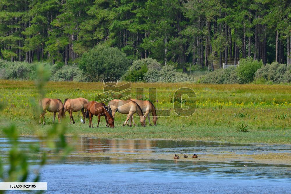 Illustration - Baie de Somme