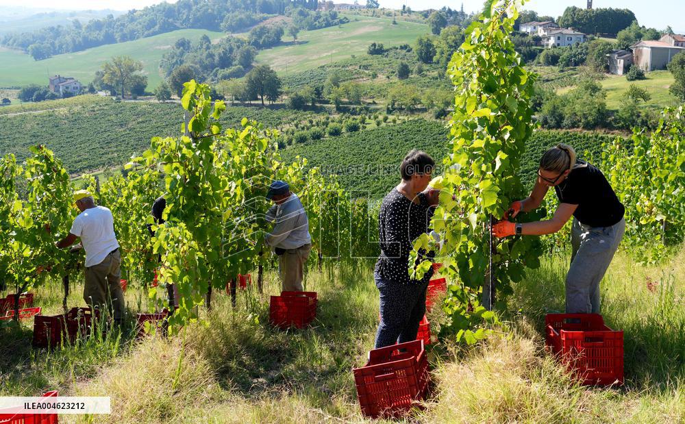 Harvest Of Chardonnay Grapes - Italy