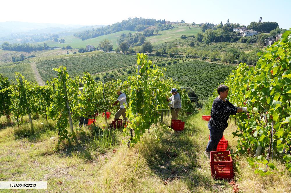 Harvest Of Chardonnay Grapes - Italy