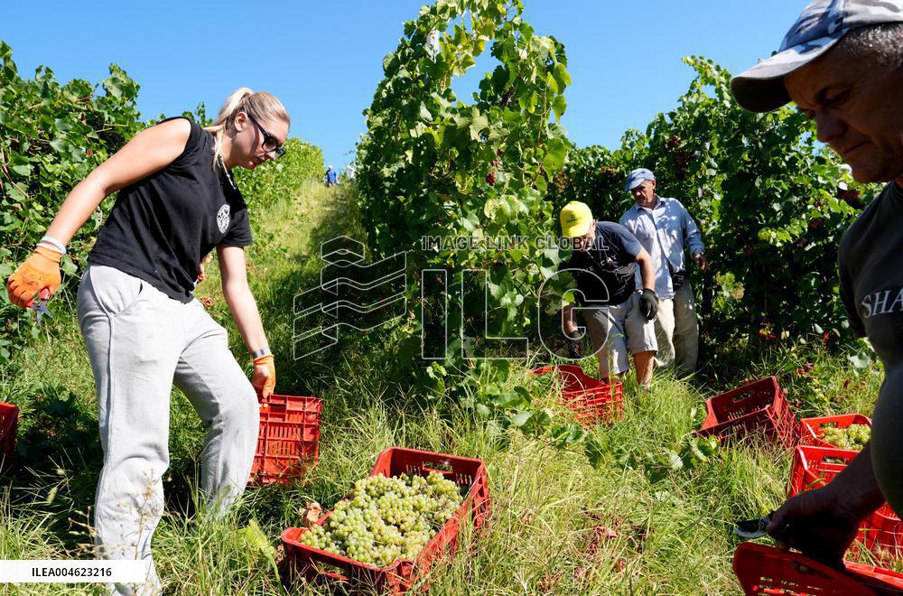 Harvest Of Chardonnay Grapes - Italy