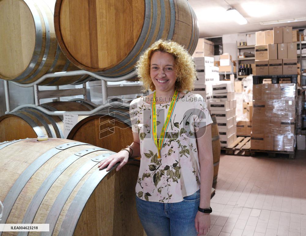 Harvest Of Chardonnay Grapes - Italy