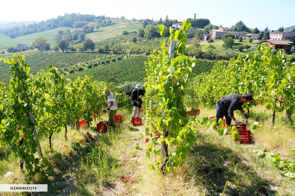 Harvest Of Chardonnay Grapes - Italy