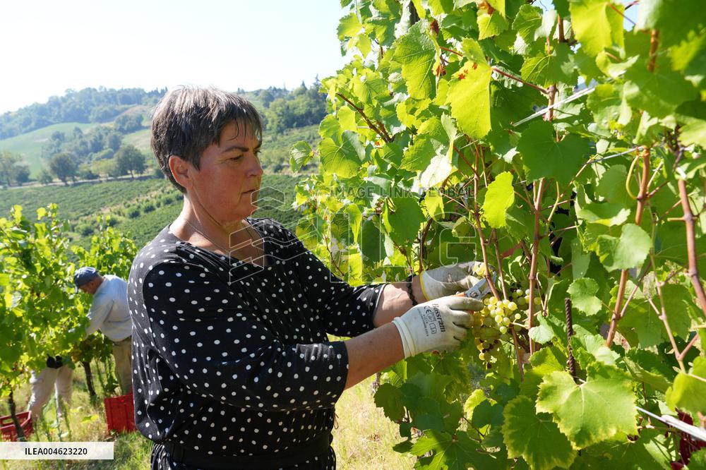 Harvest Of Chardonnay Grapes - Italy