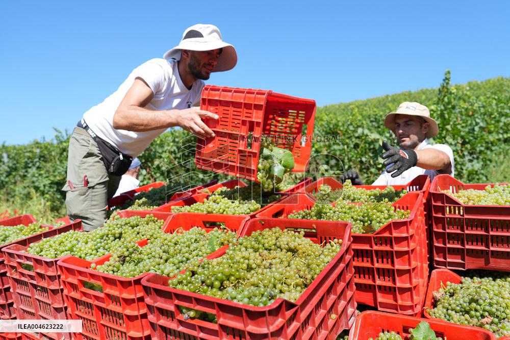Harvest Of Chardonnay Grapes - Italy