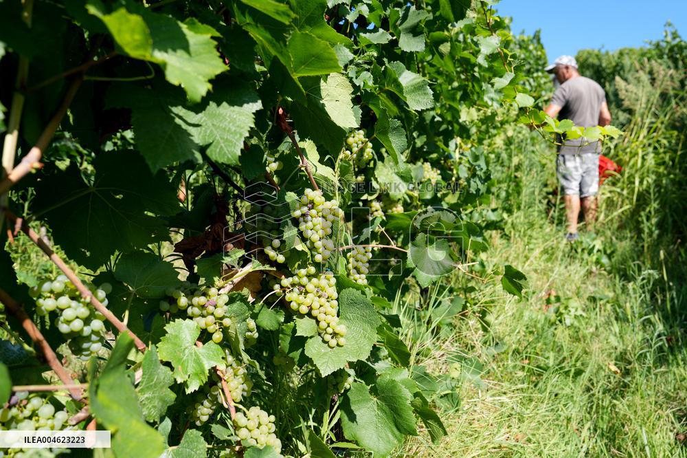 Harvest Of Chardonnay Grapes - Italy