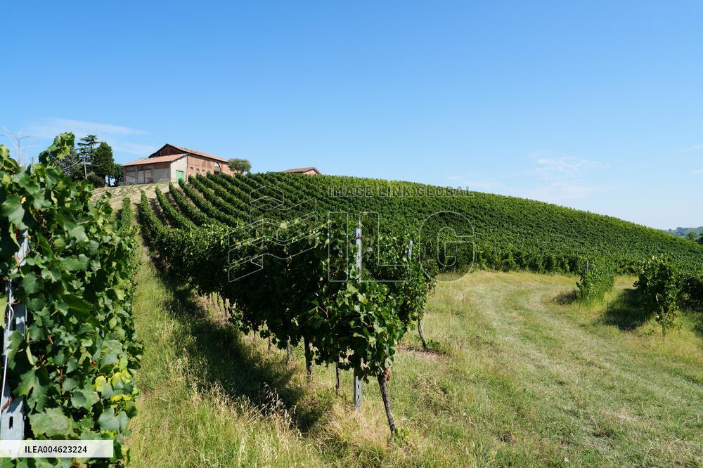 Harvest Of Chardonnay Grapes - Italy