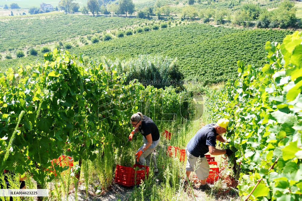 Harvest Of Chardonnay Grapes - Italy