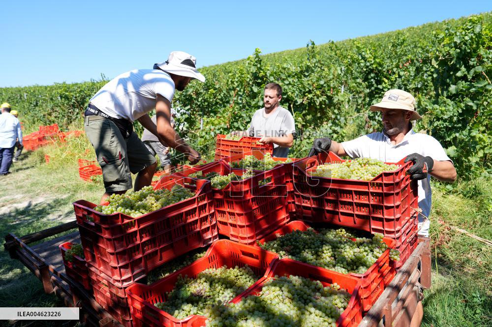 Harvest Of Chardonnay Grapes - Italy