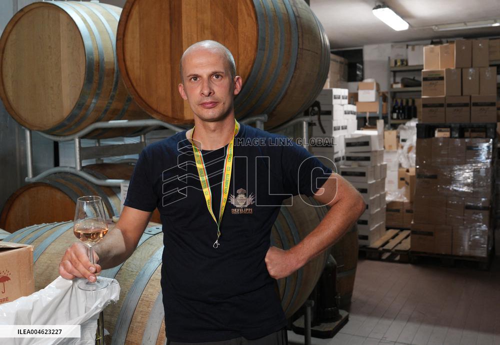Harvest Of Chardonnay Grapes - Italy