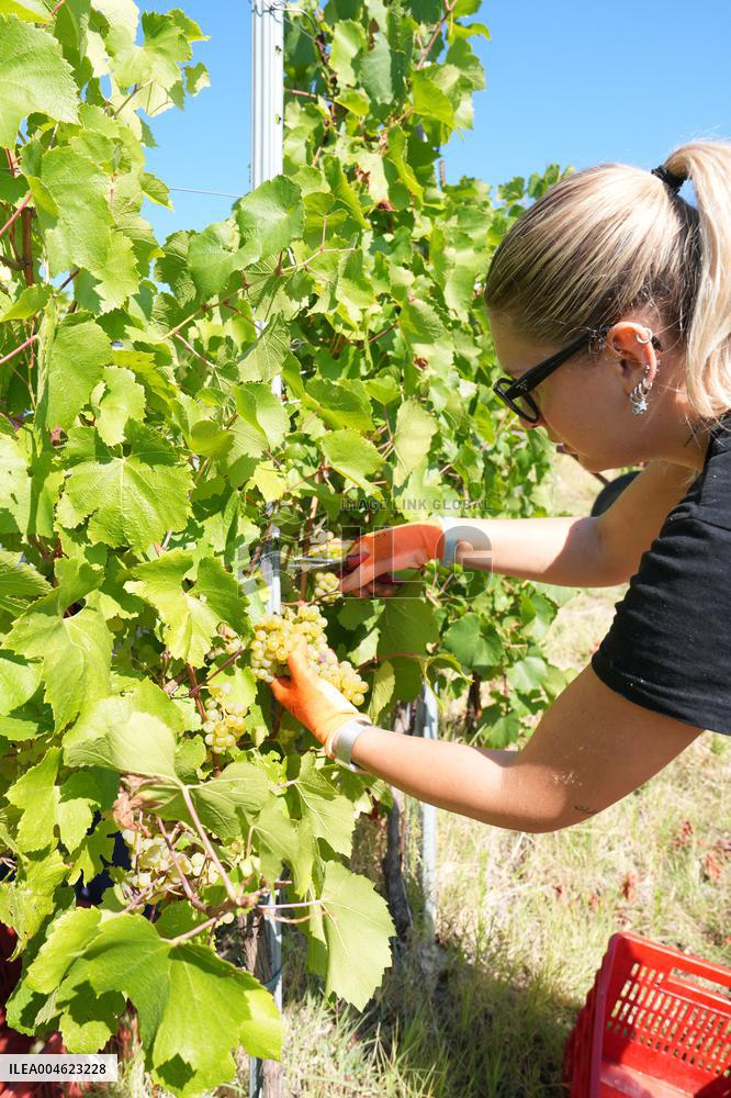 Harvest Of Chardonnay Grapes - Italy