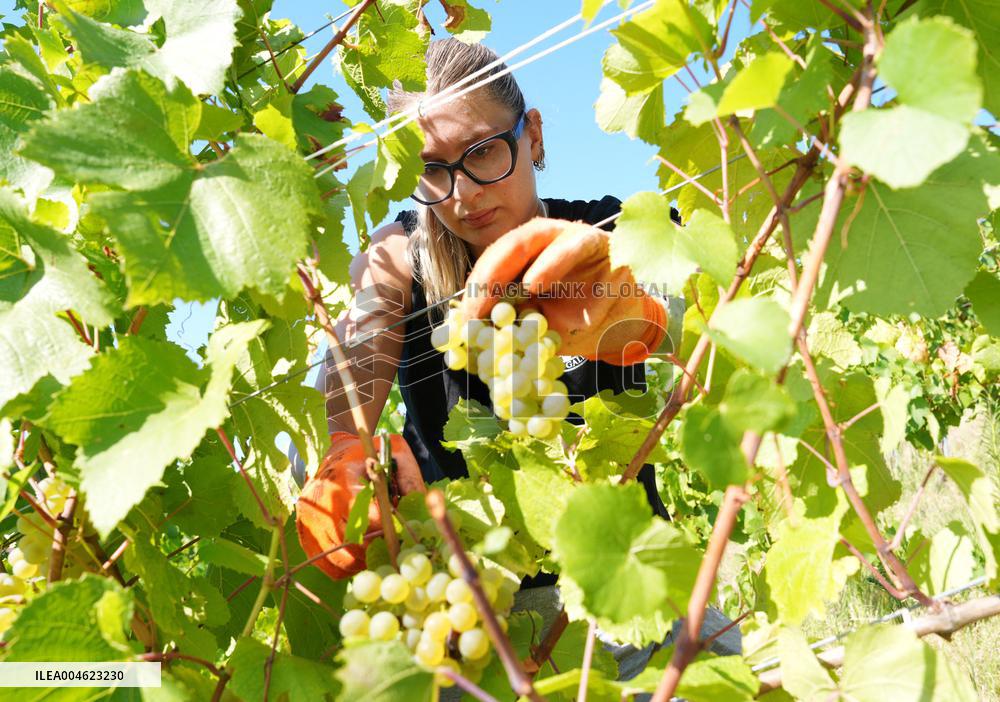 Harvest Of Chardonnay Grapes - Italy