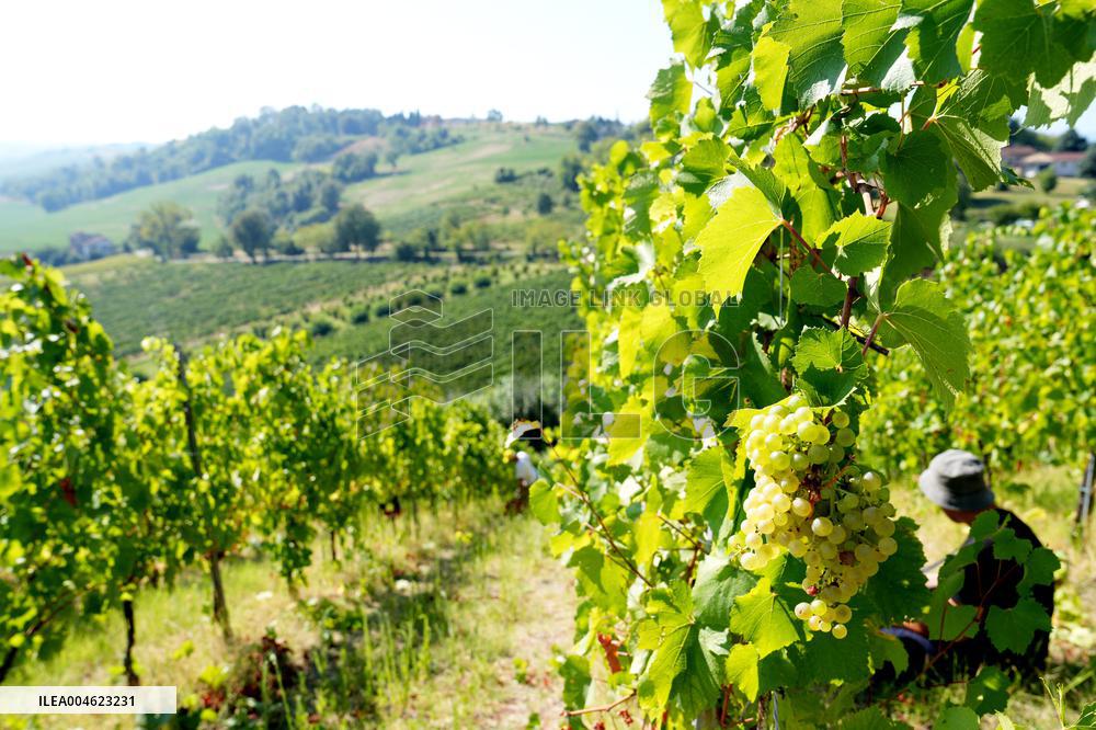 Harvest Of Chardonnay Grapes - Italy