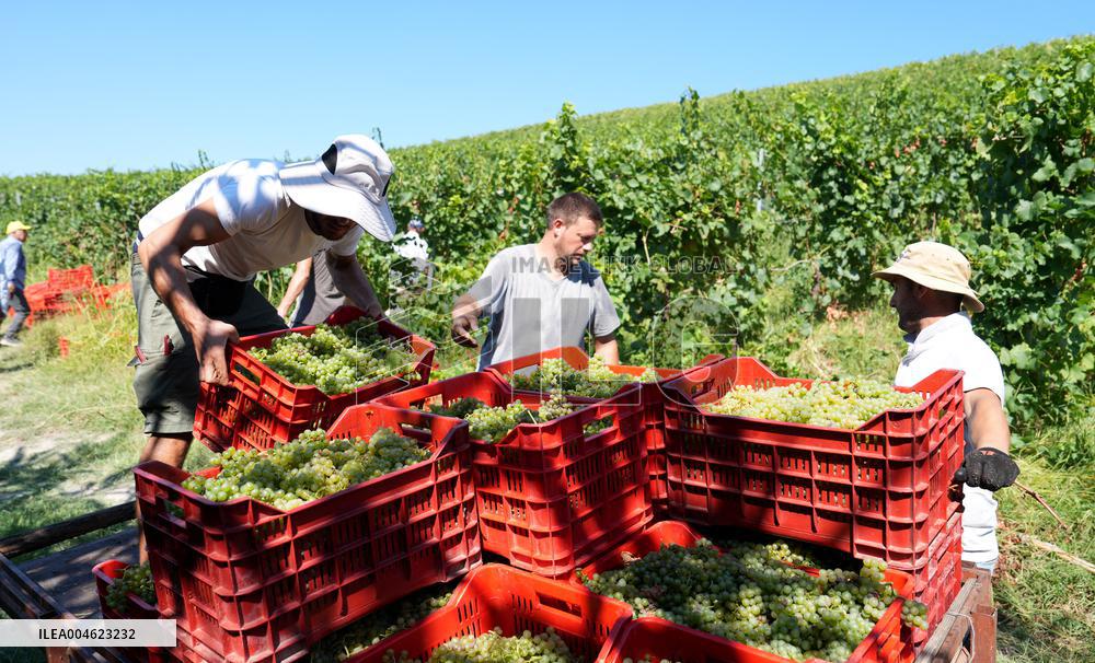 Harvest Of Chardonnay Grapes - Italy