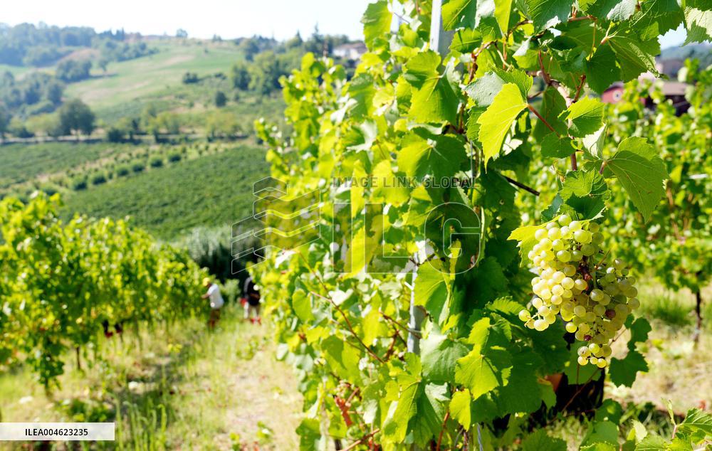 Harvest Of Chardonnay Grapes - Italy