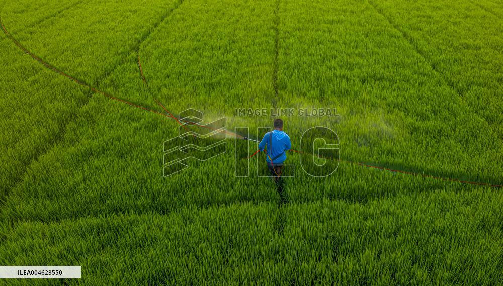 Paddy Field