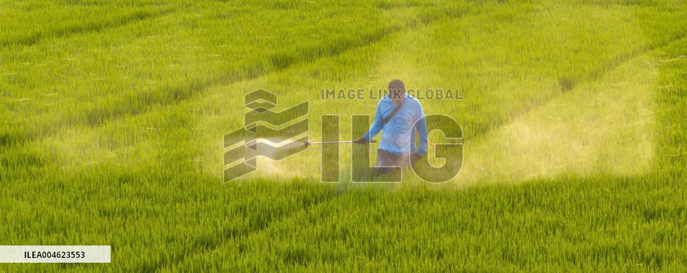 Paddy Field