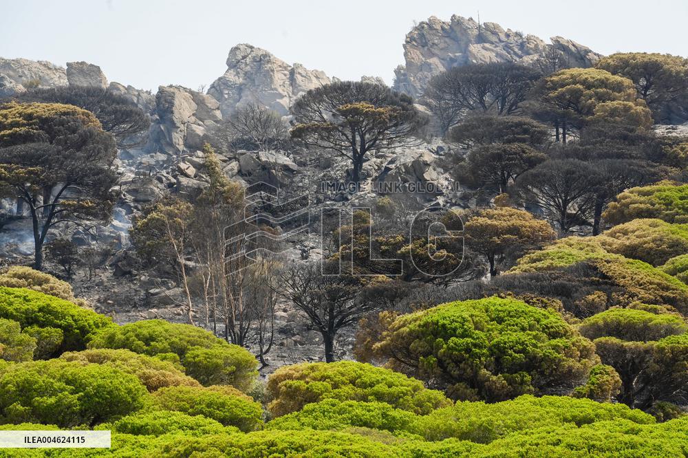 Infoca Battles Tarifa Fire with Over 100 Troops - Spain