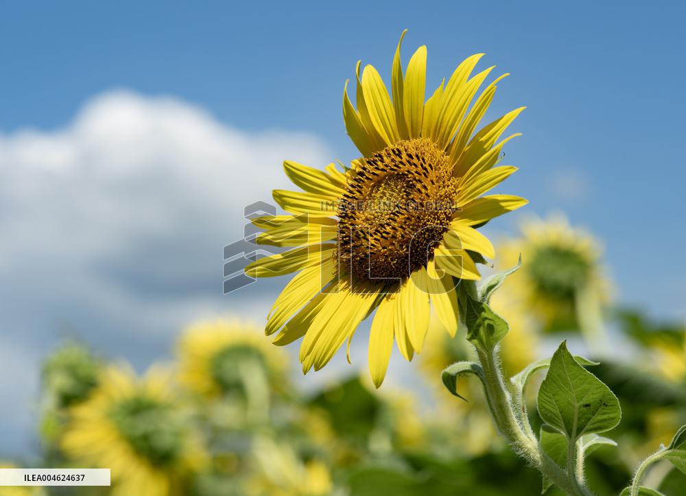 Image of sunflowers