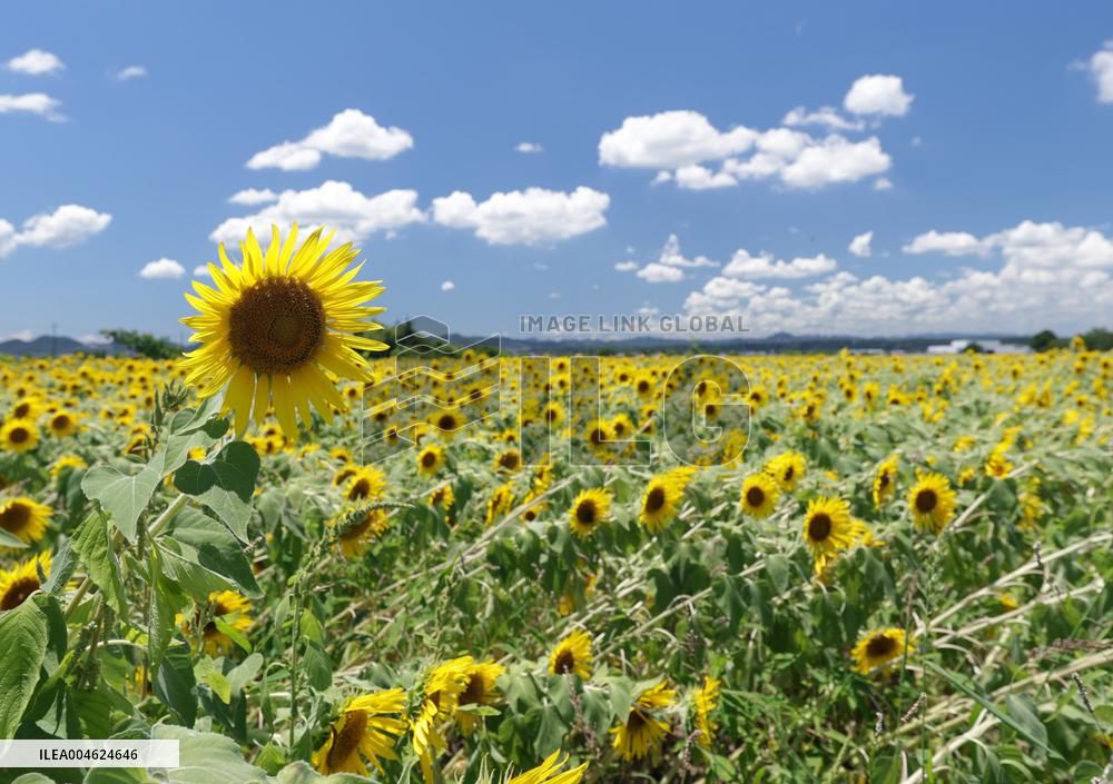 Image of sunflowers