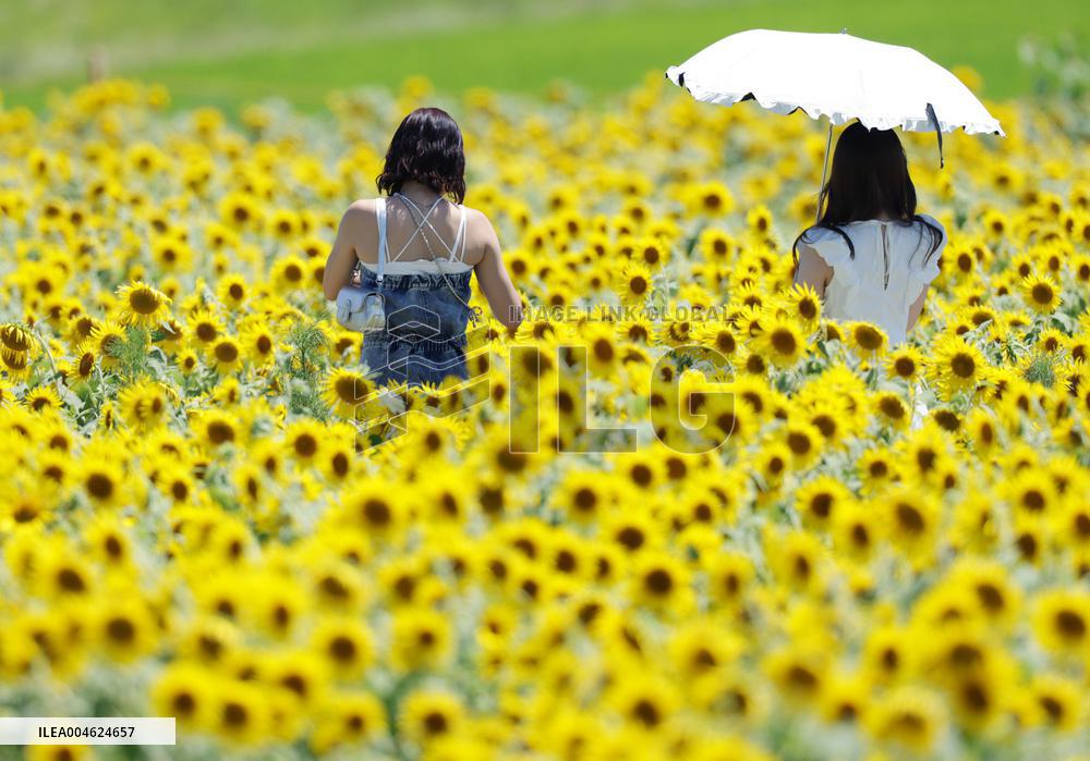 Image of sunflowers