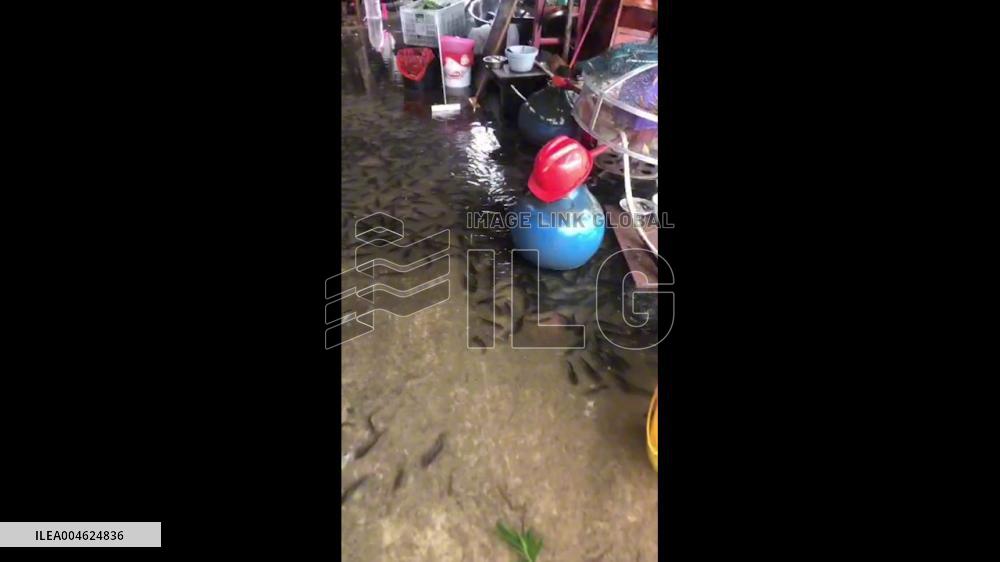 China: Torrential Rain Brings Live Fish Into House in Shantou, Guangdong