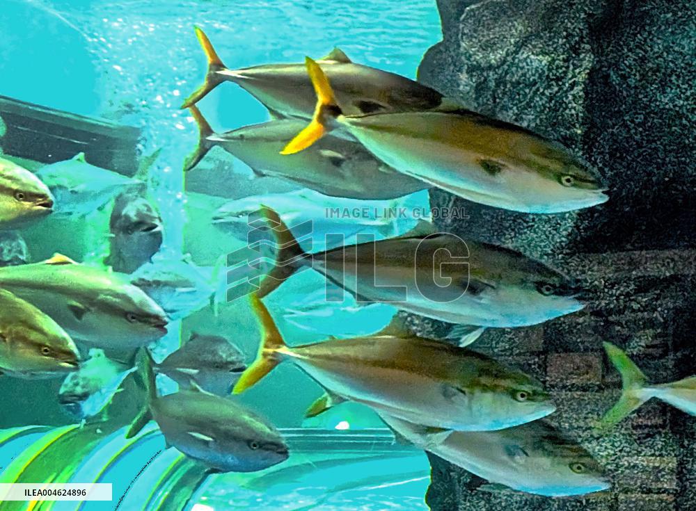 Yellowtails at central Japan aquarium
