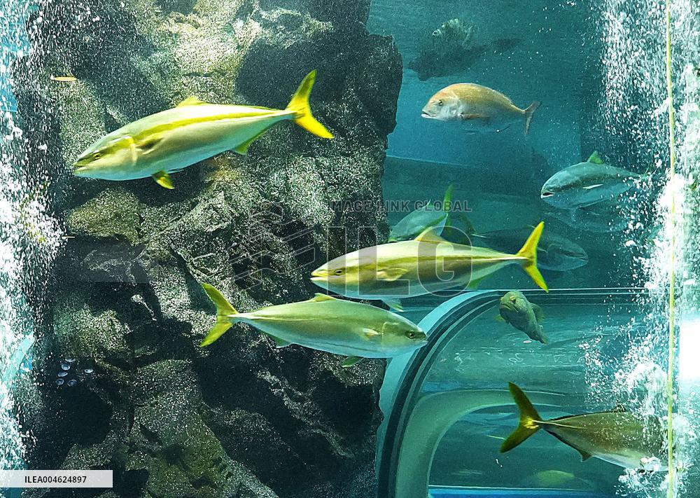 Yellowtails at central Japan aquarium