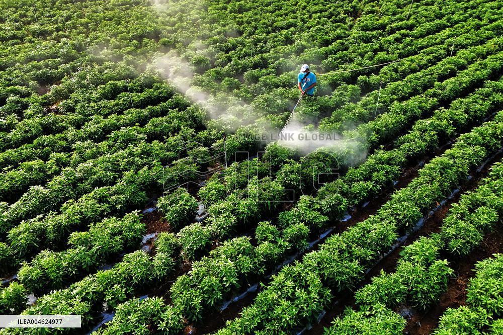 Beginning of Autumn Agriculture