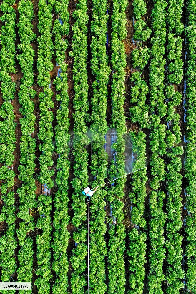 Beginning of Autumn Agriculture