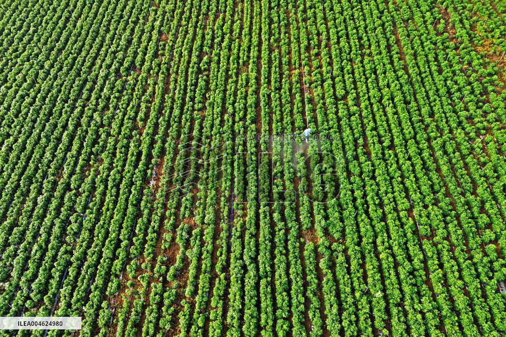Beginning of Autumn Agriculture