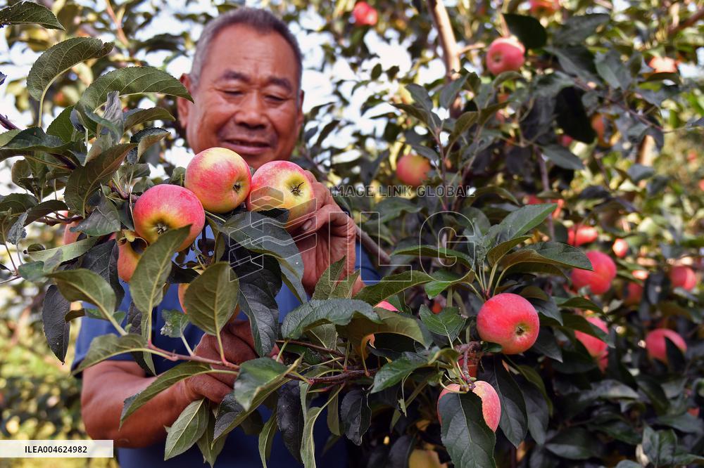 Beginning of Autumn Agriculture