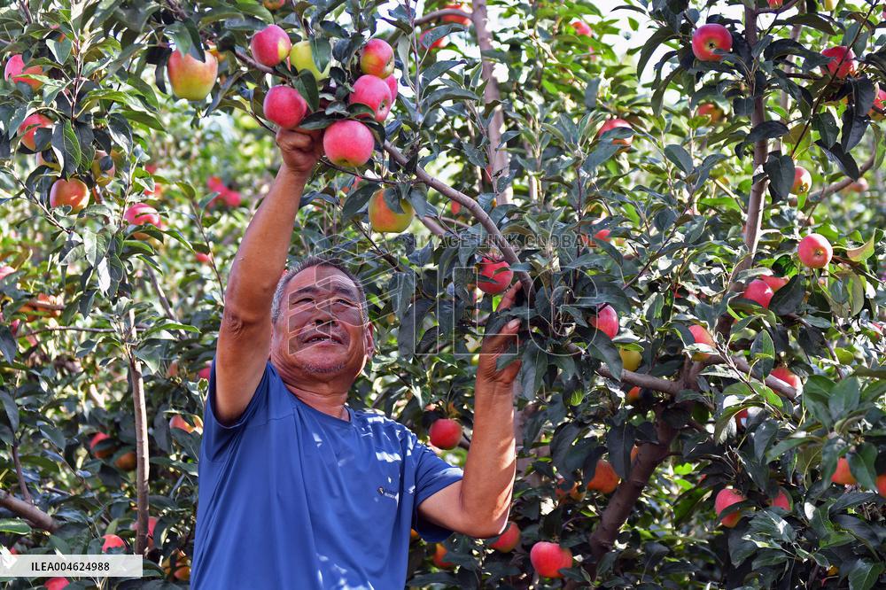 Beginning of Autumn Agriculture