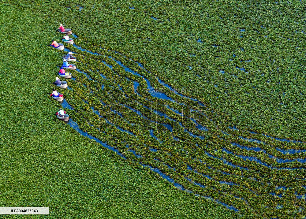 Water Chestnut Harvest in Huai'an