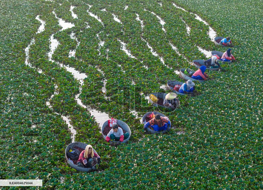 Water Chestnut Harvest in Huai'an