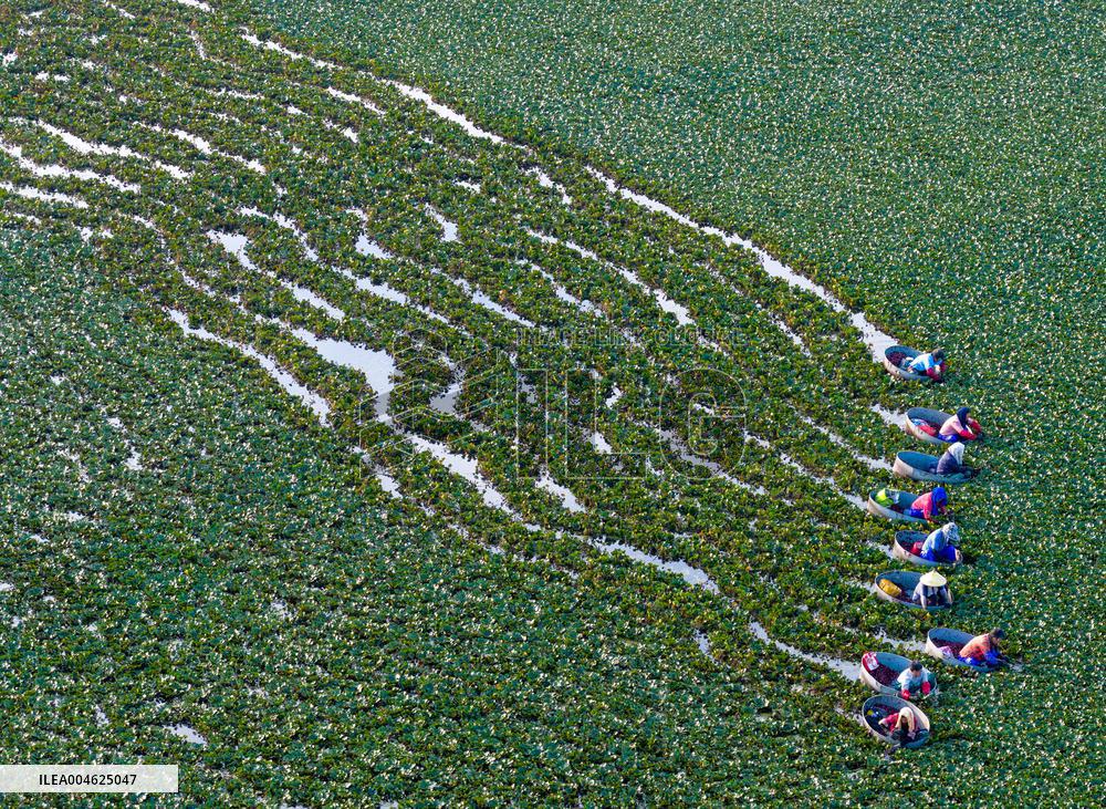 Water Chestnut Harvest in Huai'an