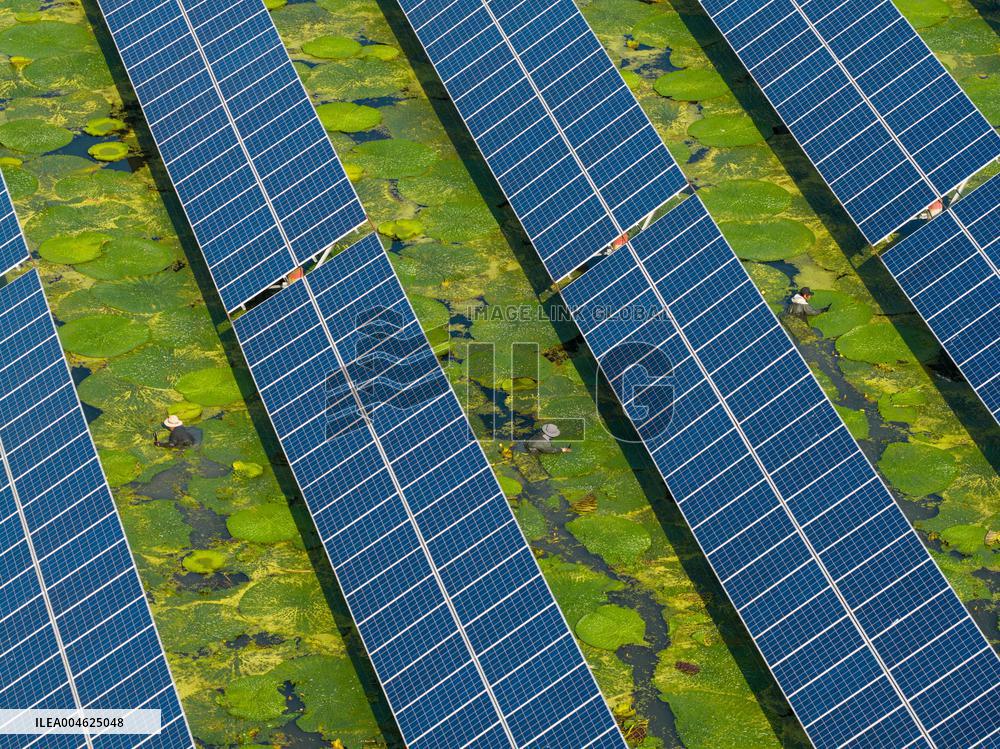 Water Chestnut Harvest in Huai'an
