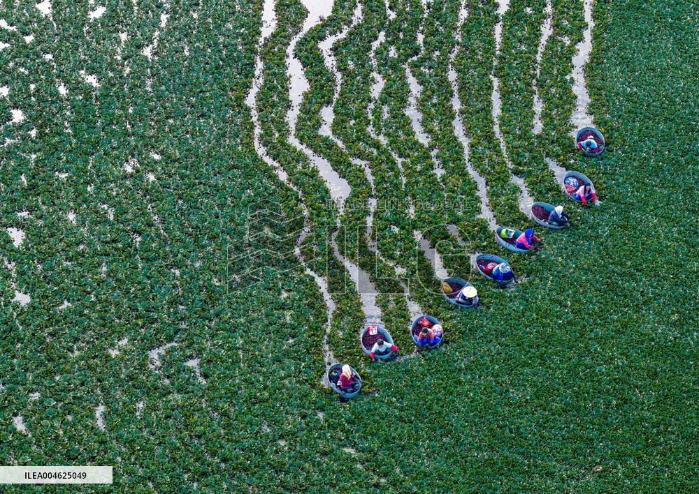 Water Chestnut Harvest in Huai'an
