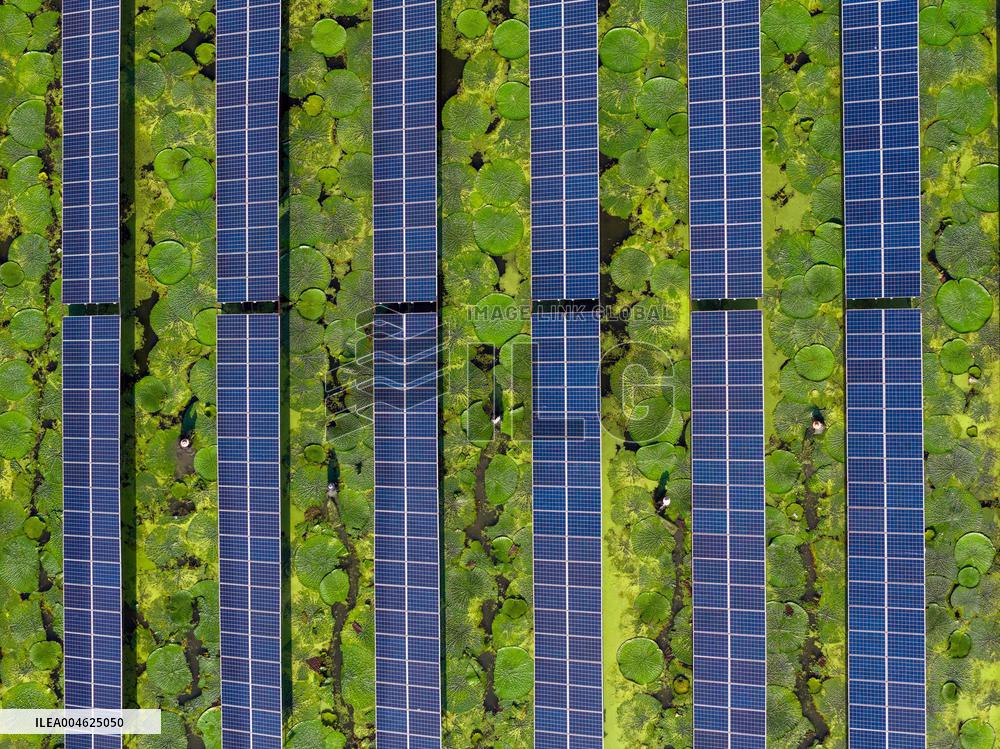 Water Chestnut Harvest in Huai'an