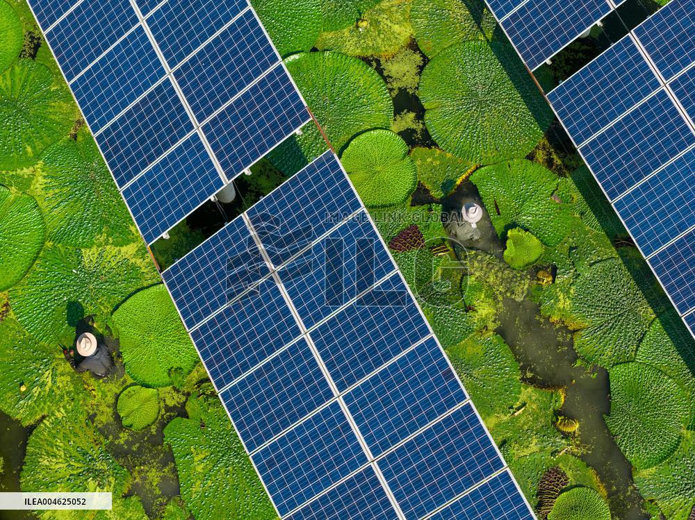 Water Chestnut Harvest in Huai'an