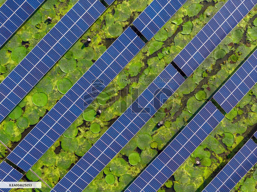 Water Chestnut Harvest in Huai'an
