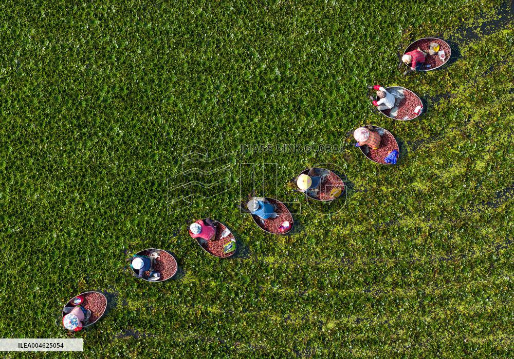 Water Chestnut Harvest in Huai'an