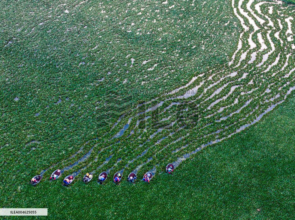 Water Chestnut Harvest in Huai'an