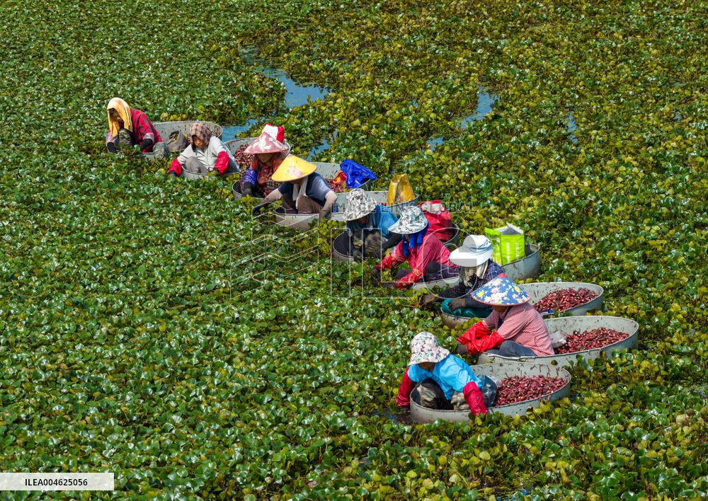 Water Chestnut Harvest in Huai'an