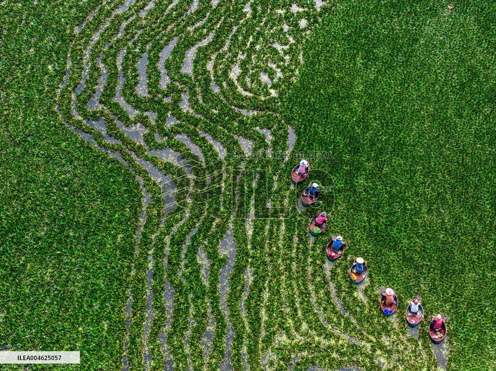 Water Chestnut Harvest in Huai'an